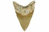 Serrated, Fossil Megalodon Tooth - North Carolina #342190-1